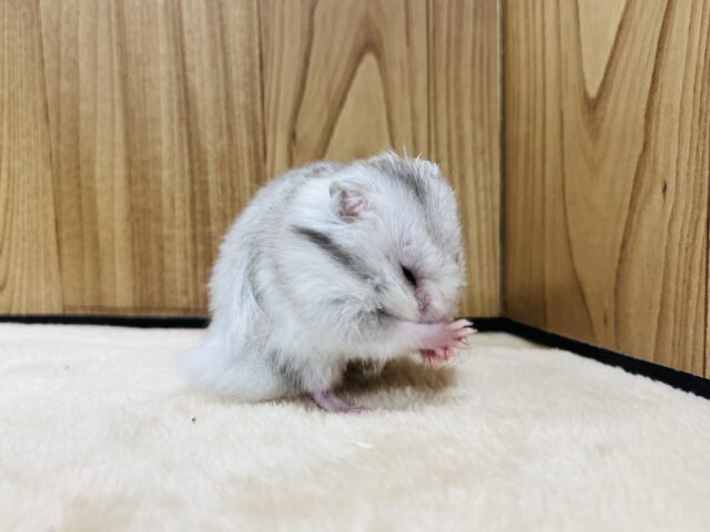 ゴールデンハムスター