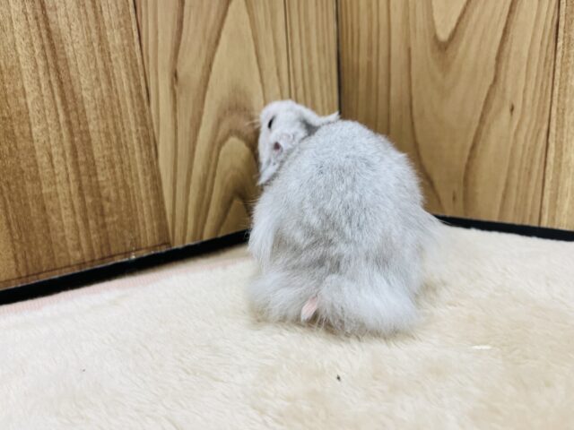 ゴールデンハムスター