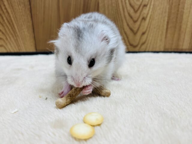 ゴールデンハムスター