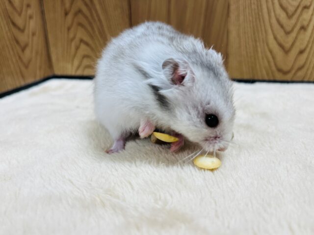 ゴールデンハムスター