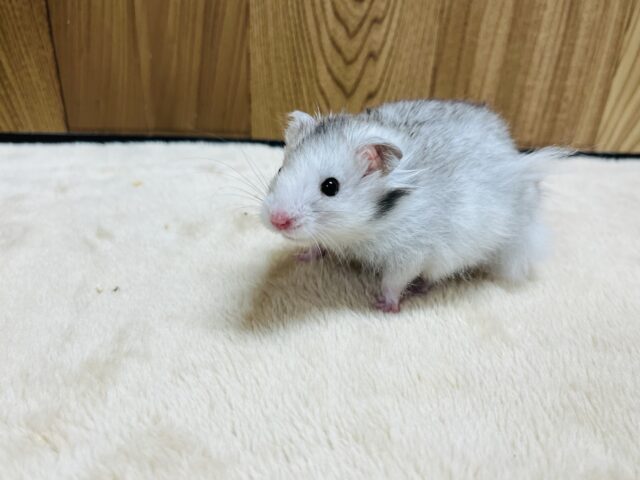 ゴールデンハムスター