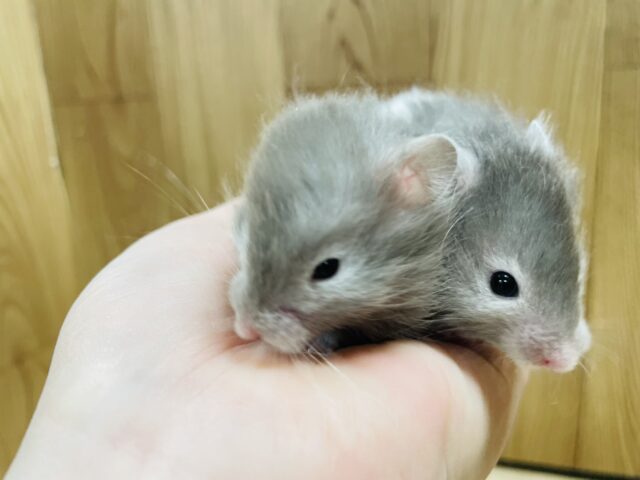 ゴールデンハムスター