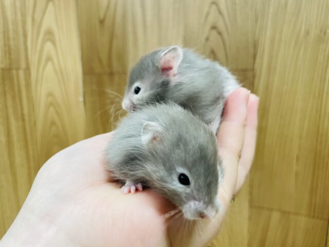 ゴールデンハムスター