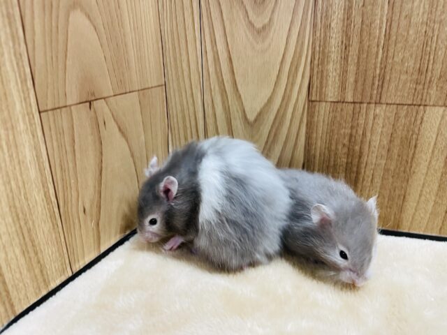 ゴールデンハムスター