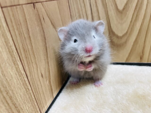 ゴールデンハムスター