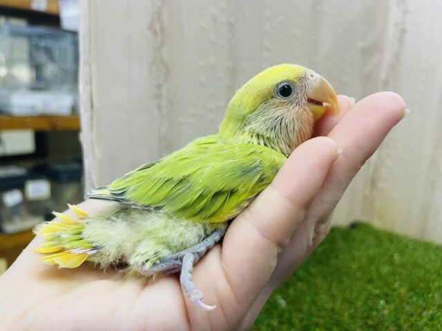 コザクラインコ（小桜インコ）