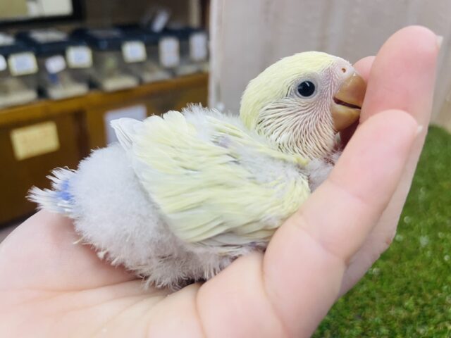 コザクラインコ（小桜インコ）