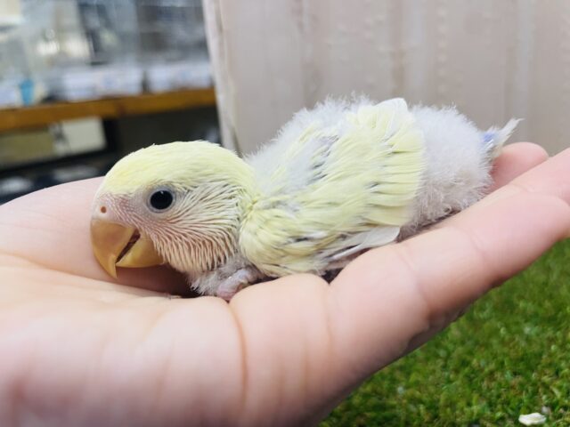 コザクラインコ（小桜インコ）