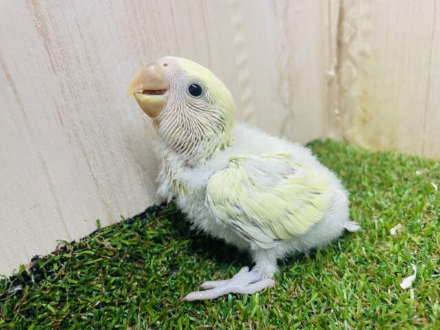 コザクラインコ（小桜インコ）