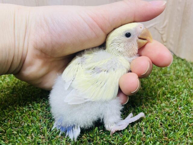 コザクラインコ（小桜インコ）
