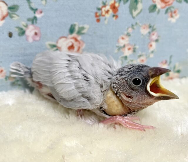 シルバー文鳥3羽入舎しました〜( ・θ・)🐦🐦🐦 シルバー文鳥