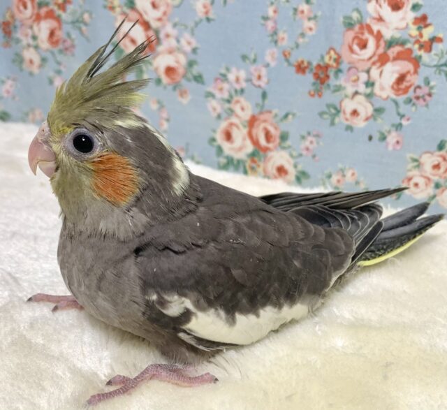 オカメインコ