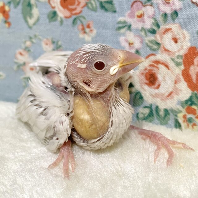 シルバーイノ文鳥