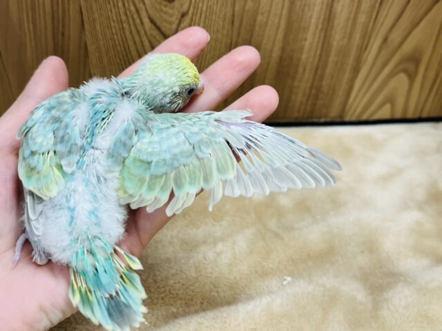 セキセイインコ
