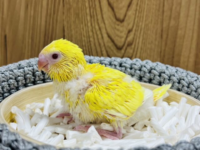 セキセイインコ
