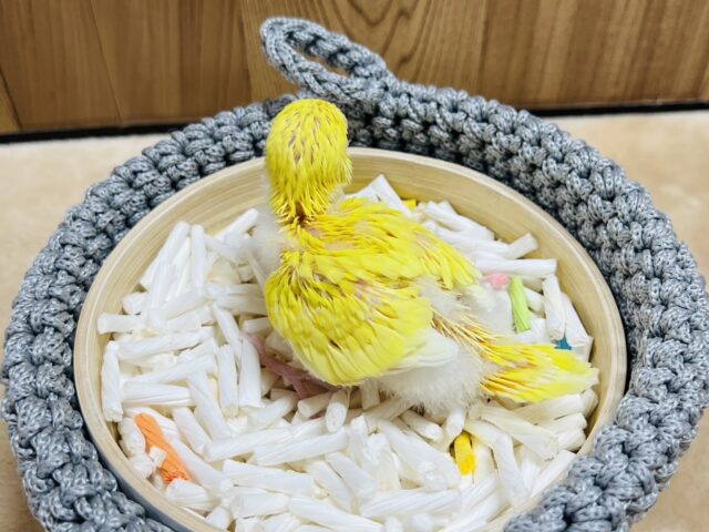 セキセイインコ