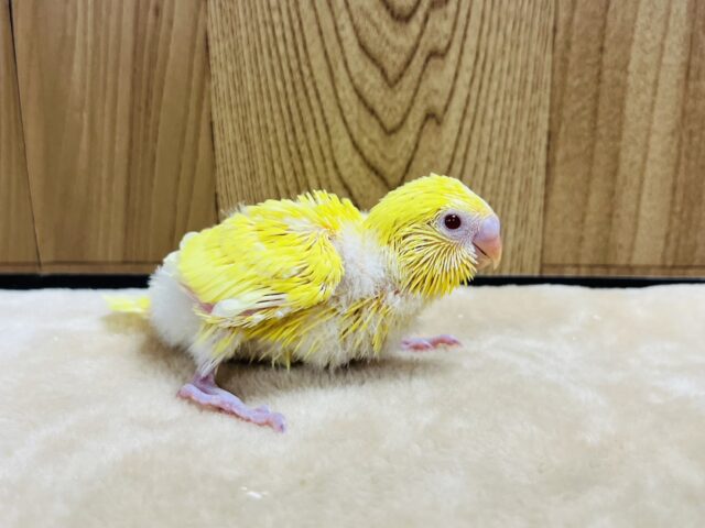 セキセイインコ