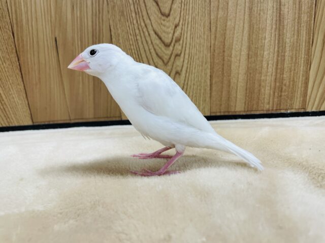 白文鳥