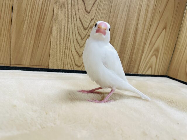 白文鳥