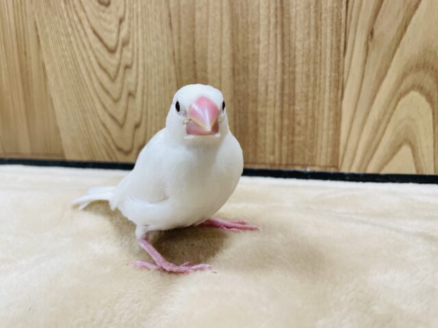白文鳥