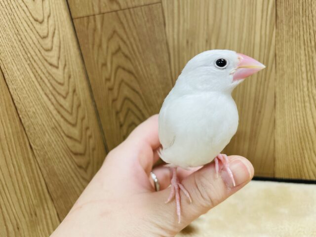 白文鳥