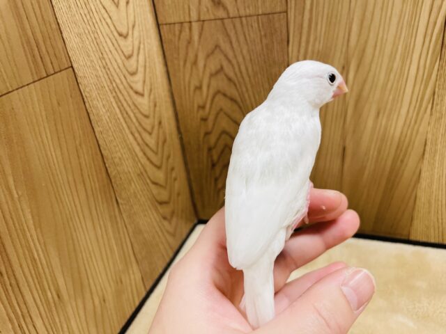 白文鳥