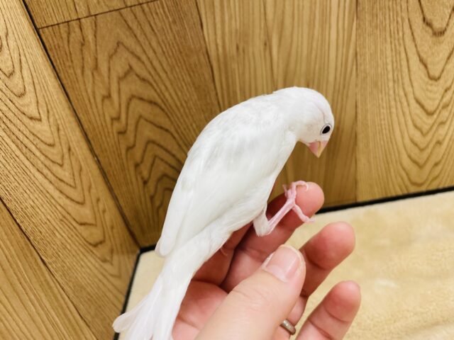 白文鳥