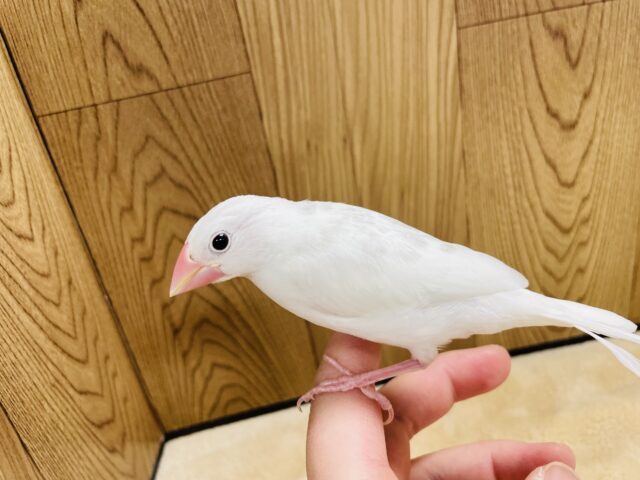 白文鳥