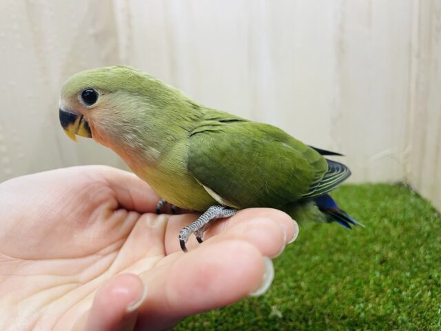 コザクラインコ（小桜インコ）