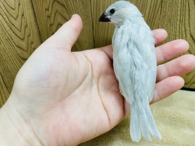 シルバー文鳥