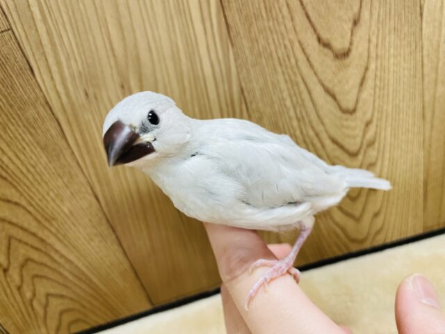 シルバー文鳥