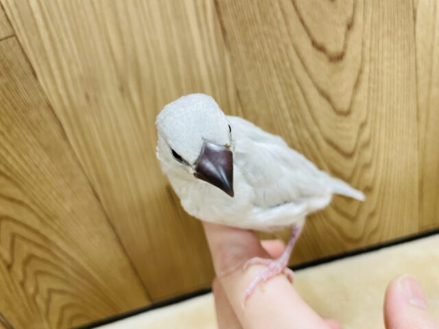 シルバー文鳥