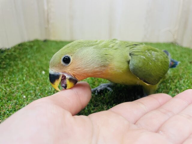 コザクラインコ（小桜インコ）
