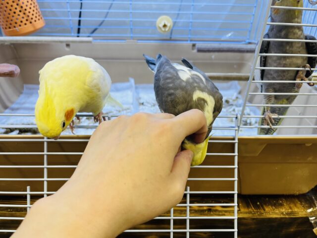 オカメインコ