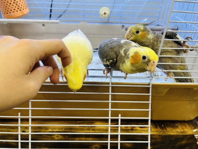 オカメインコ