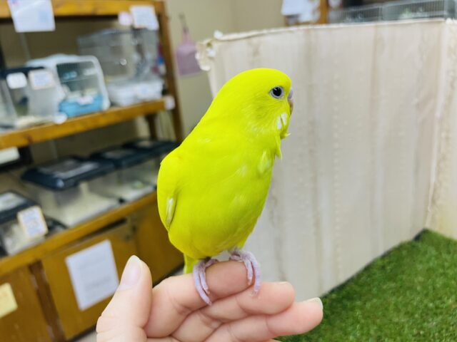 セキセイインコ