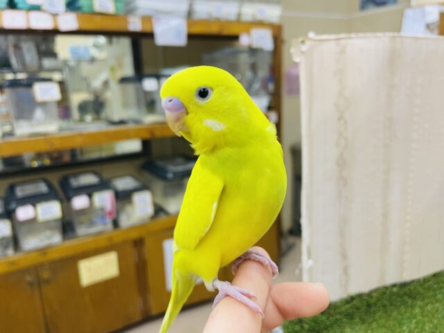 セキセイインコ