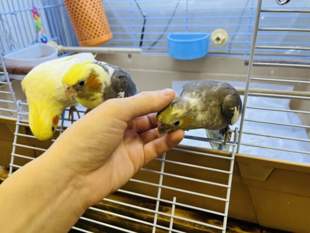 オカメインコ