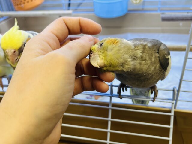 オカメインコ
