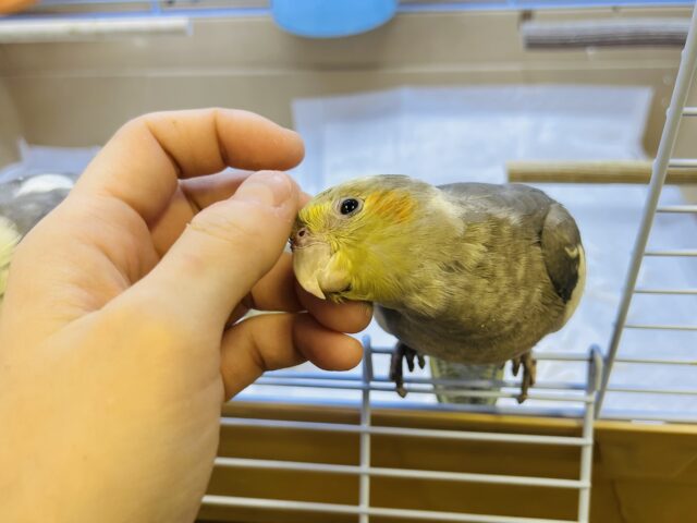 オカメインコ