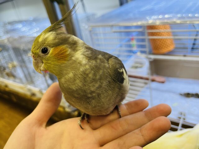オカメインコ