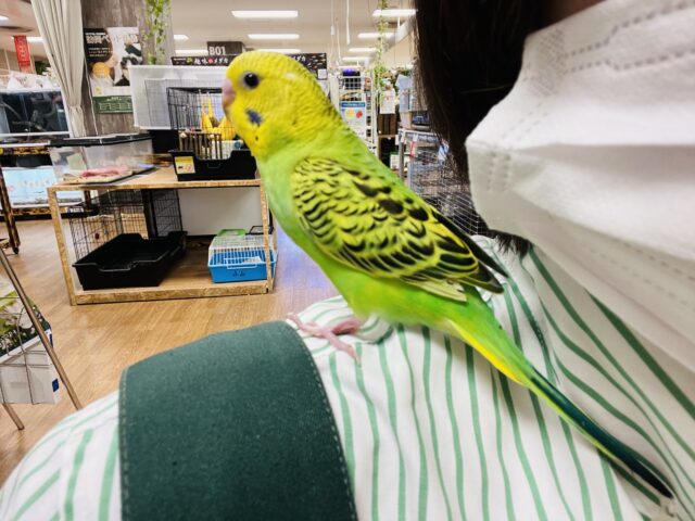 セキセイインコ