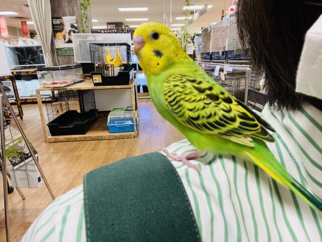 セキセイインコ
