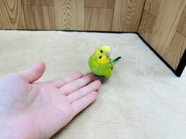 セキセイインコ