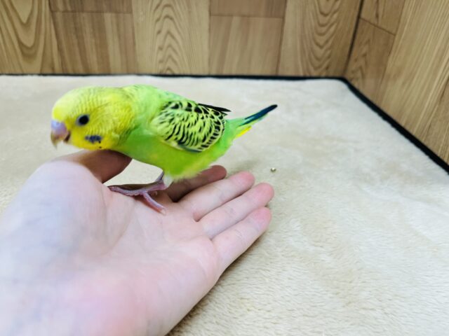 セキセイインコ