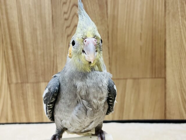 オカメインコ