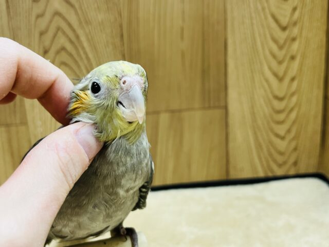 オカメインコ