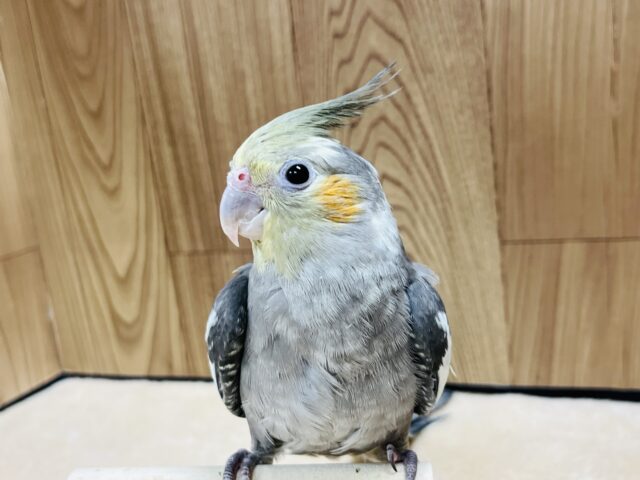 オカメインコ