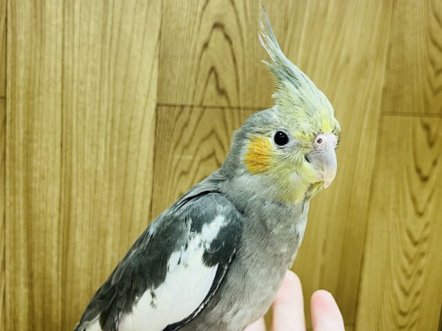 オカメインコ