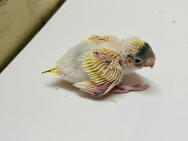 セキセイインコ